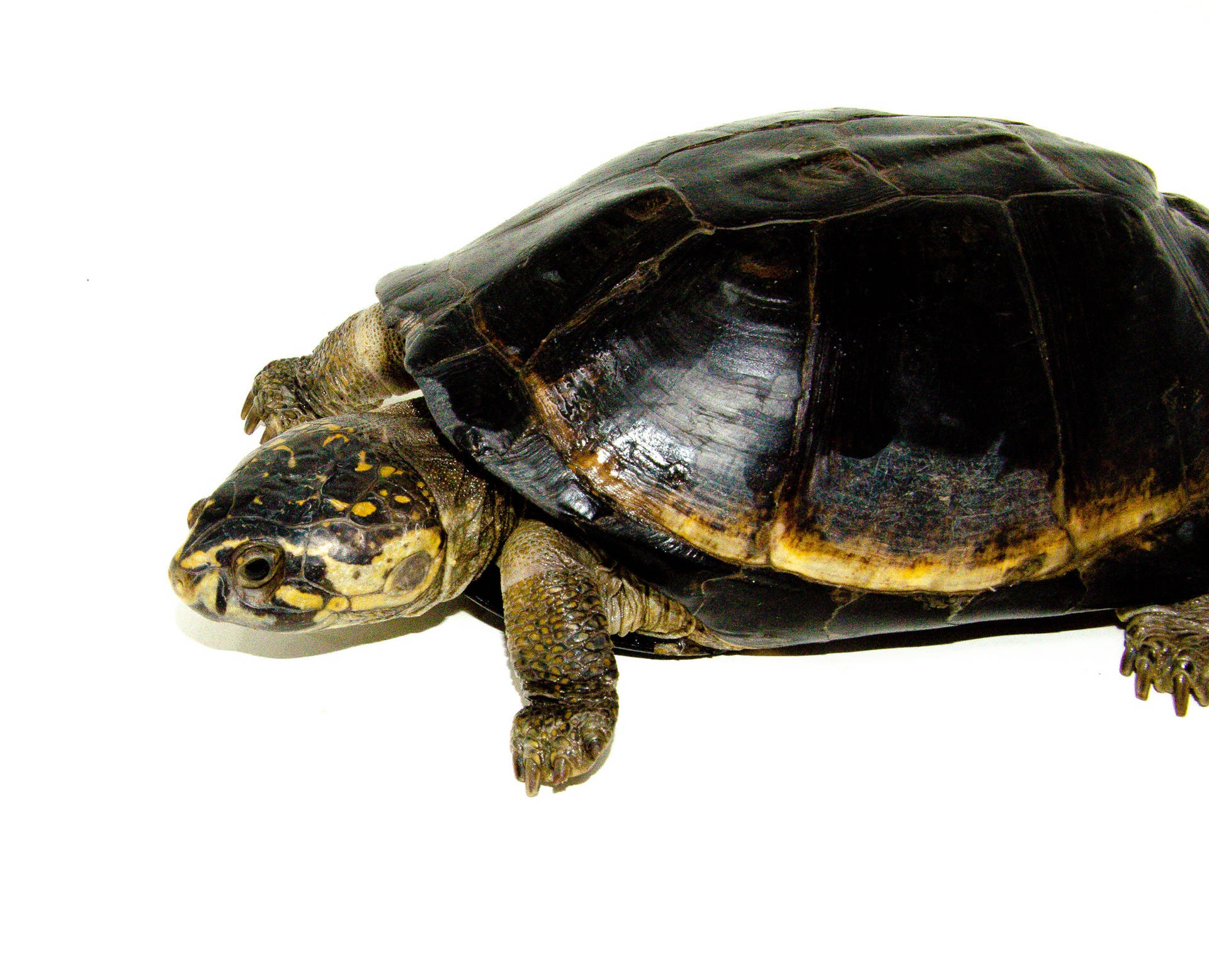 Mud Turtle With A Two Wallpaper