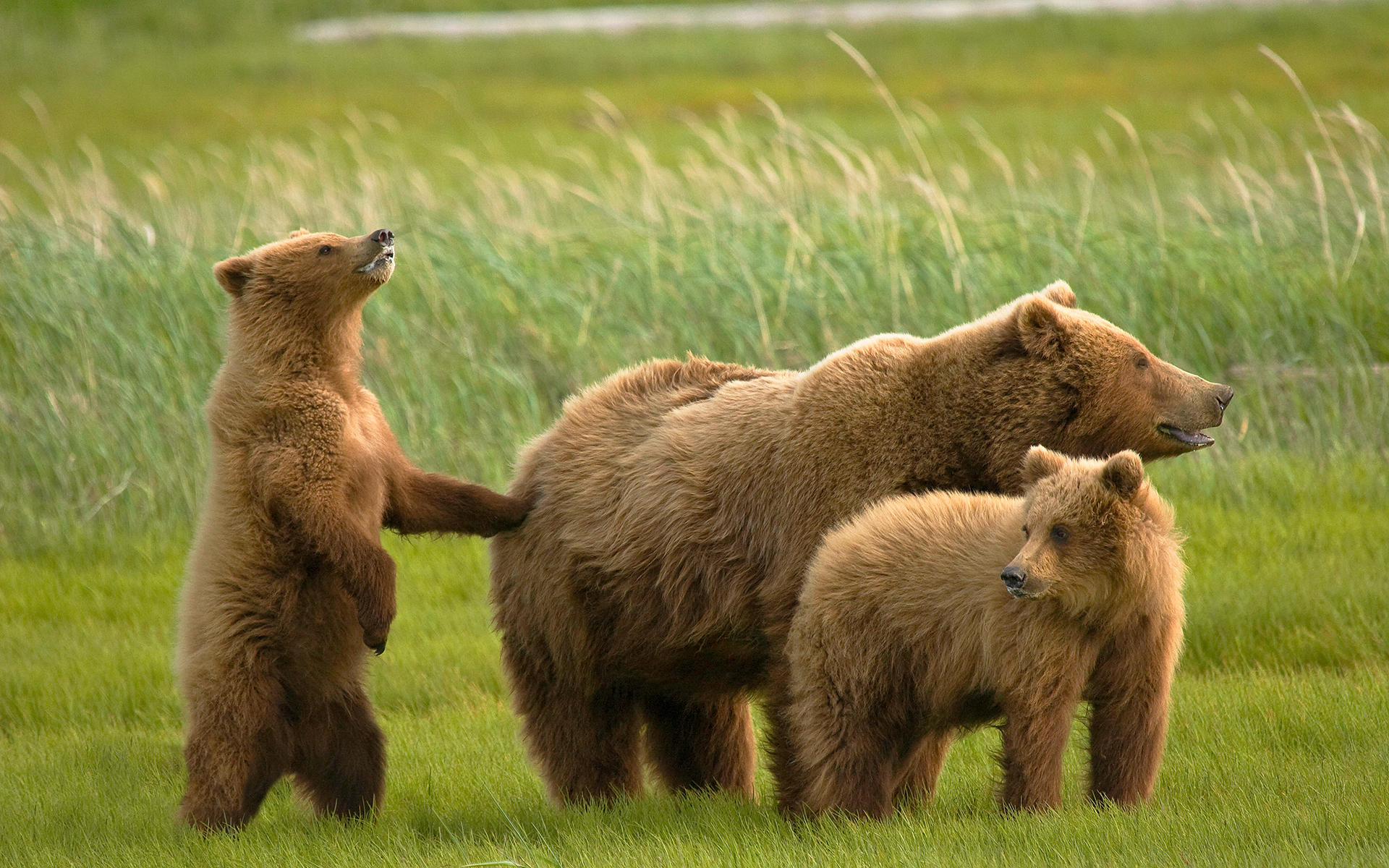 Beautiful Bear And Family Wallpaper Desktop With