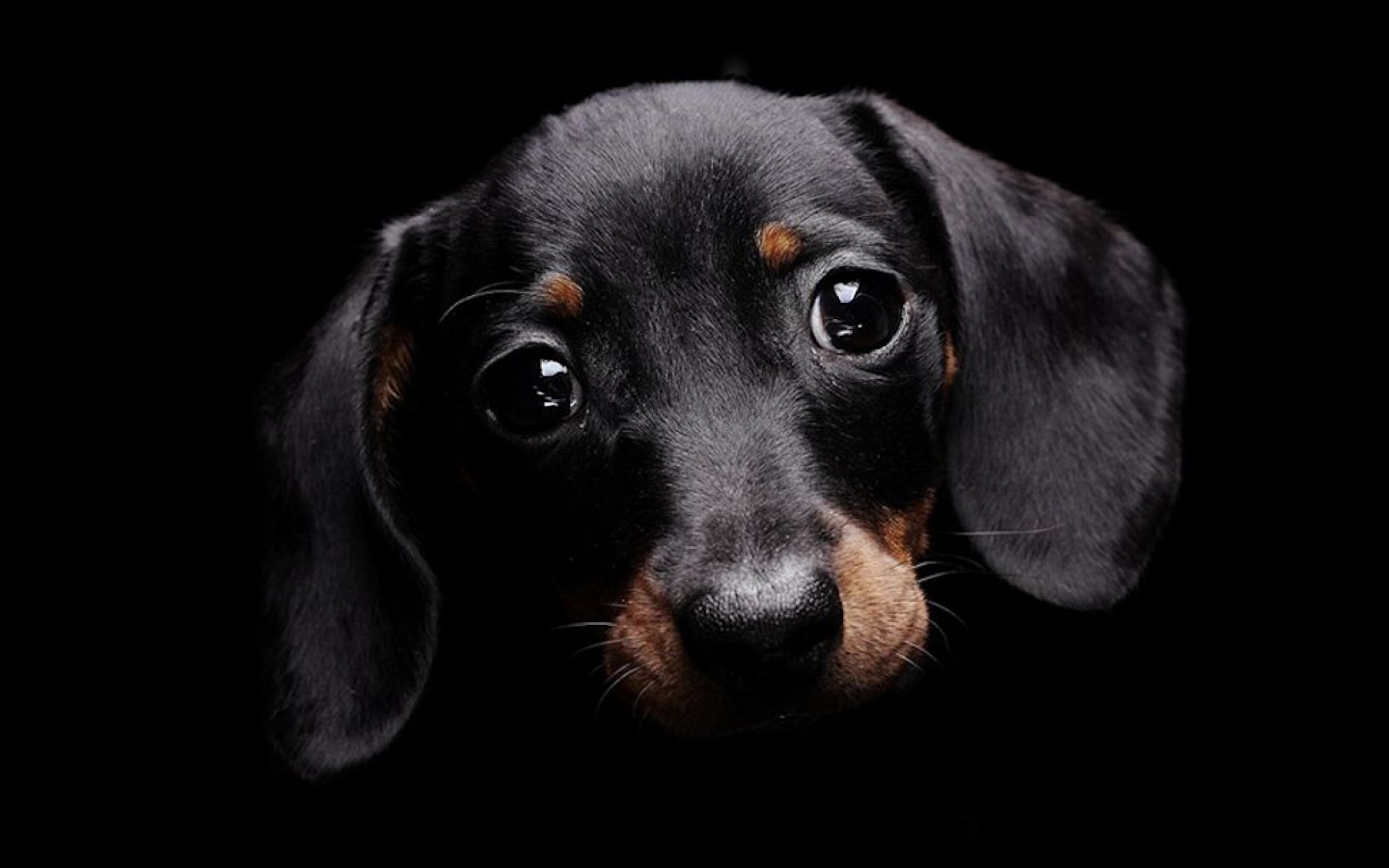  Cute  Dog  Wallpapers  for Desktop WallpaperSafari