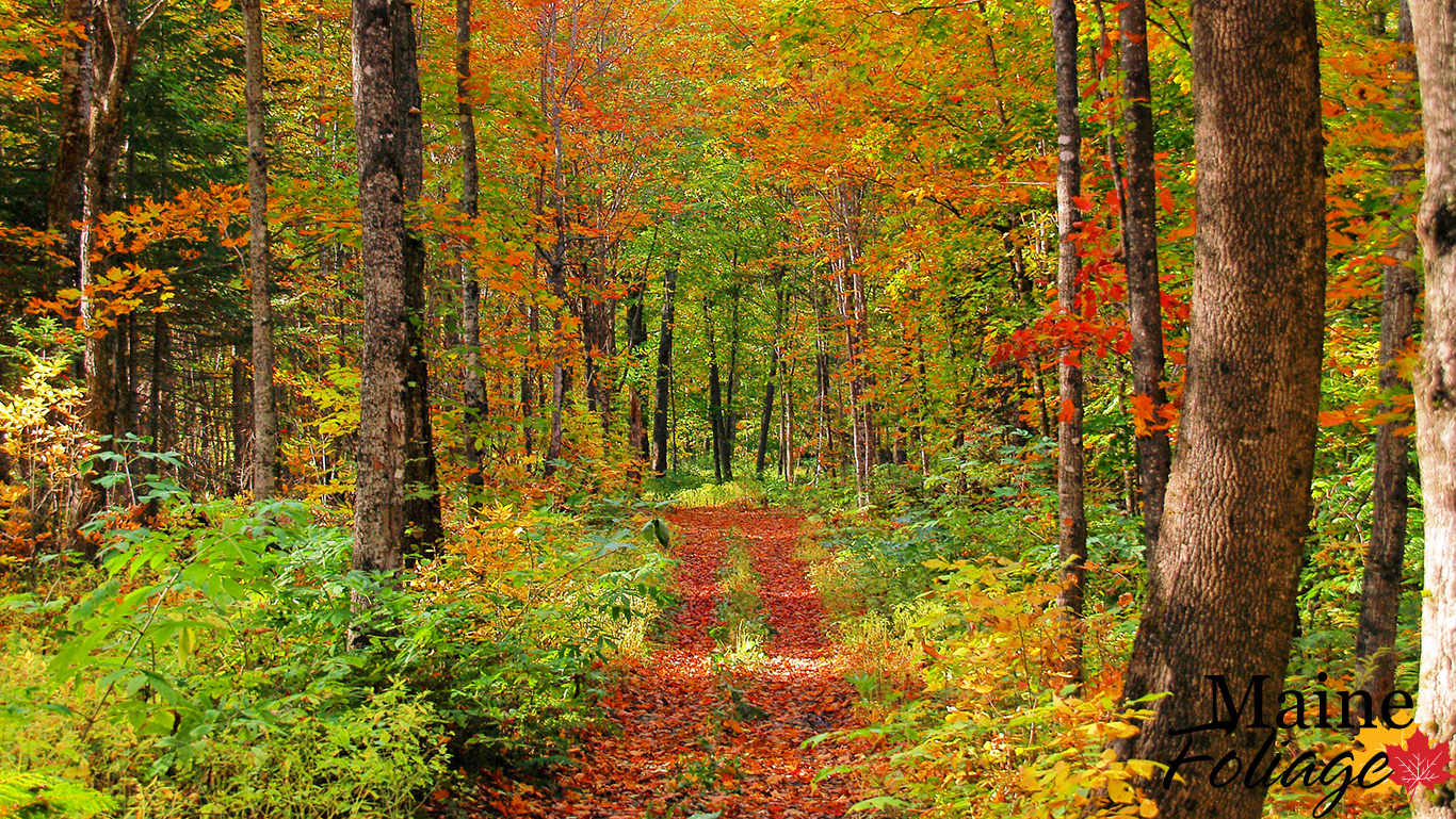Maine Fall Foliage Wallpaper