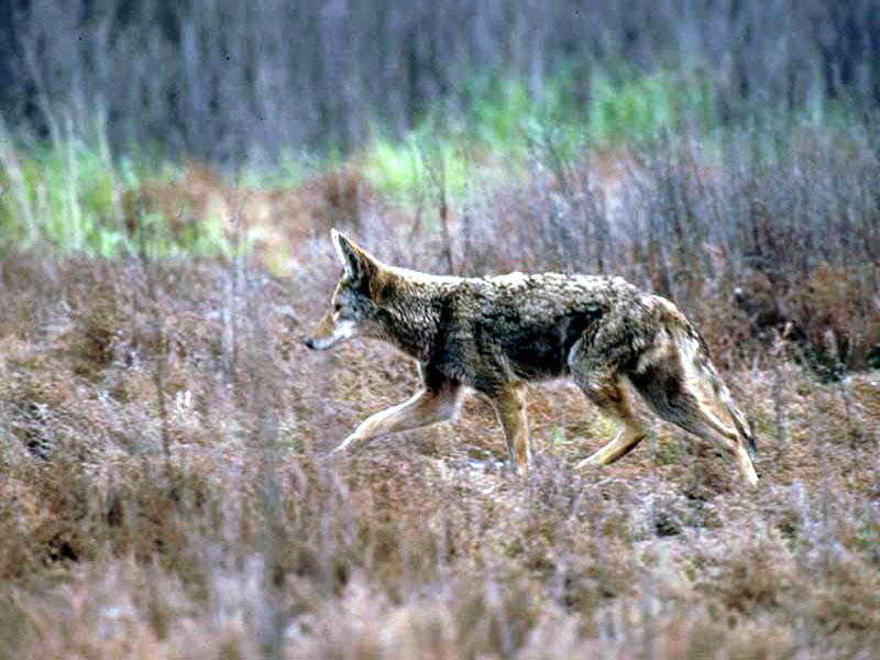 Coyote Wallpaper Background