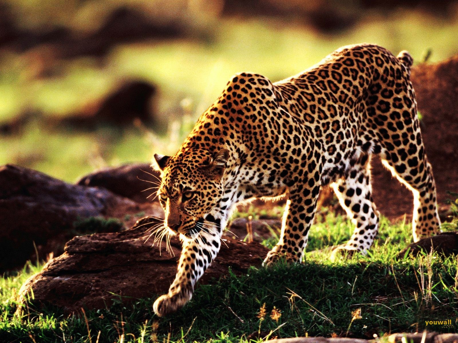 Cheetah Wallpaper HD