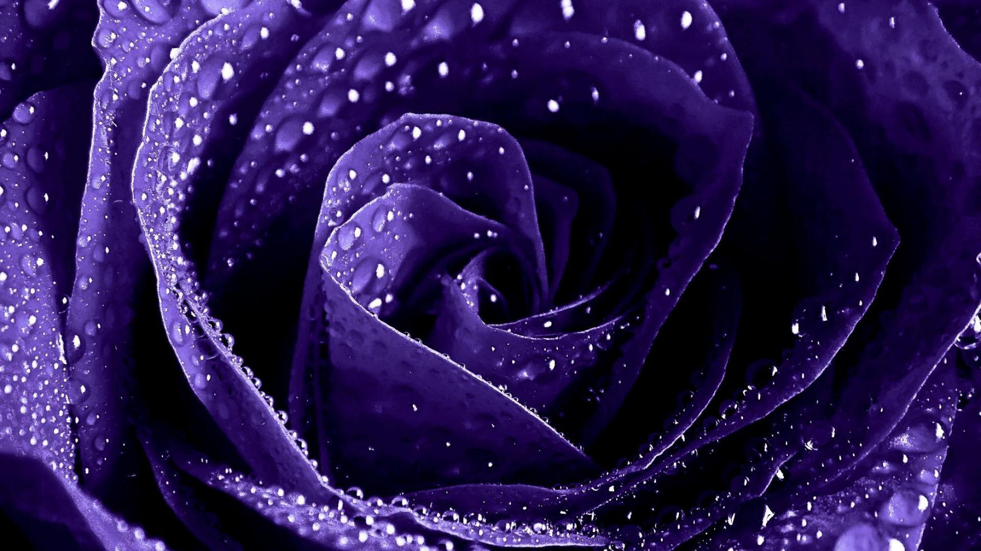 Purple Roses Wallpaper High Definition