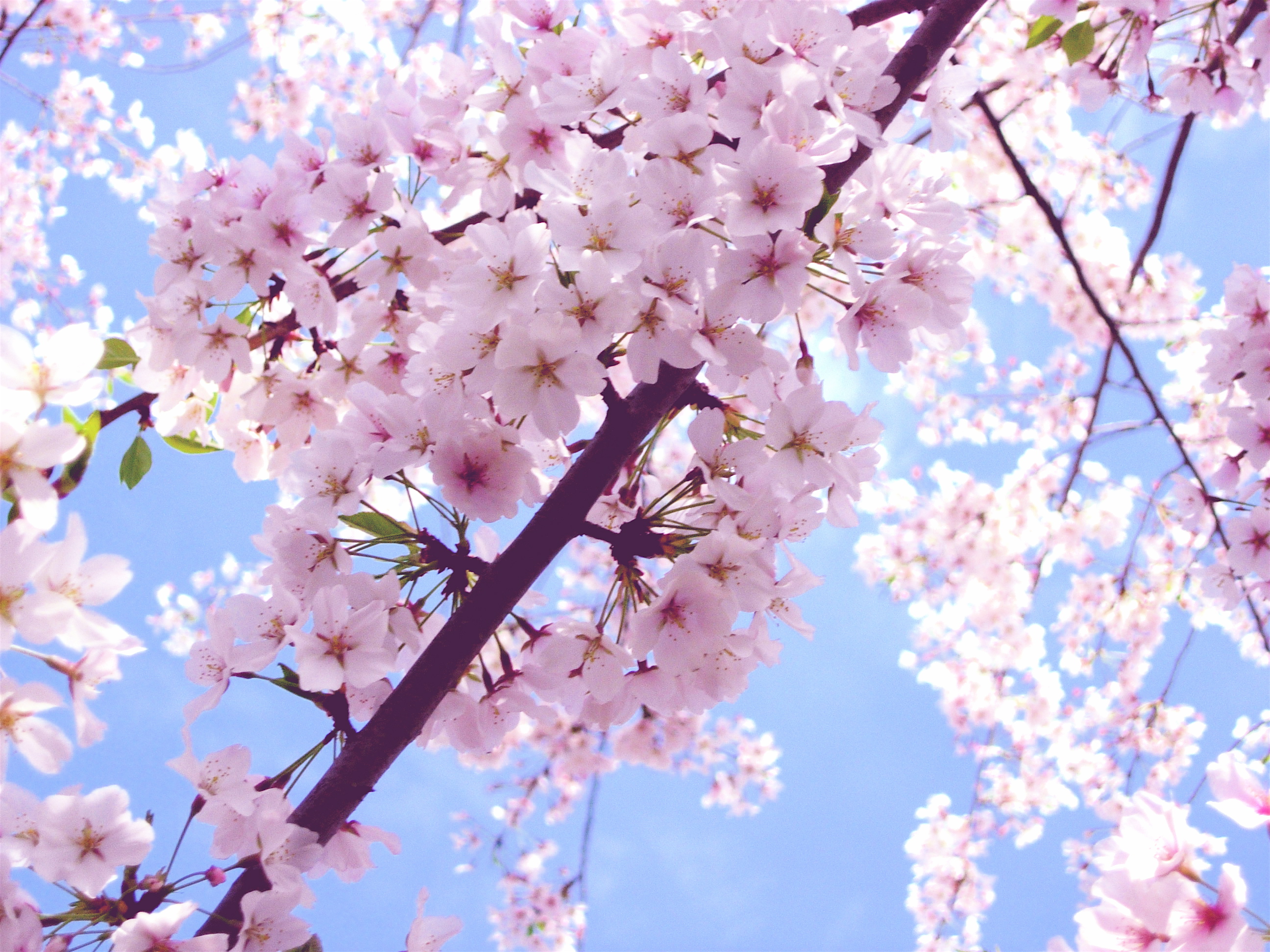 Pink Color Image Blooming Cherry Blossom HD Wallpaper And