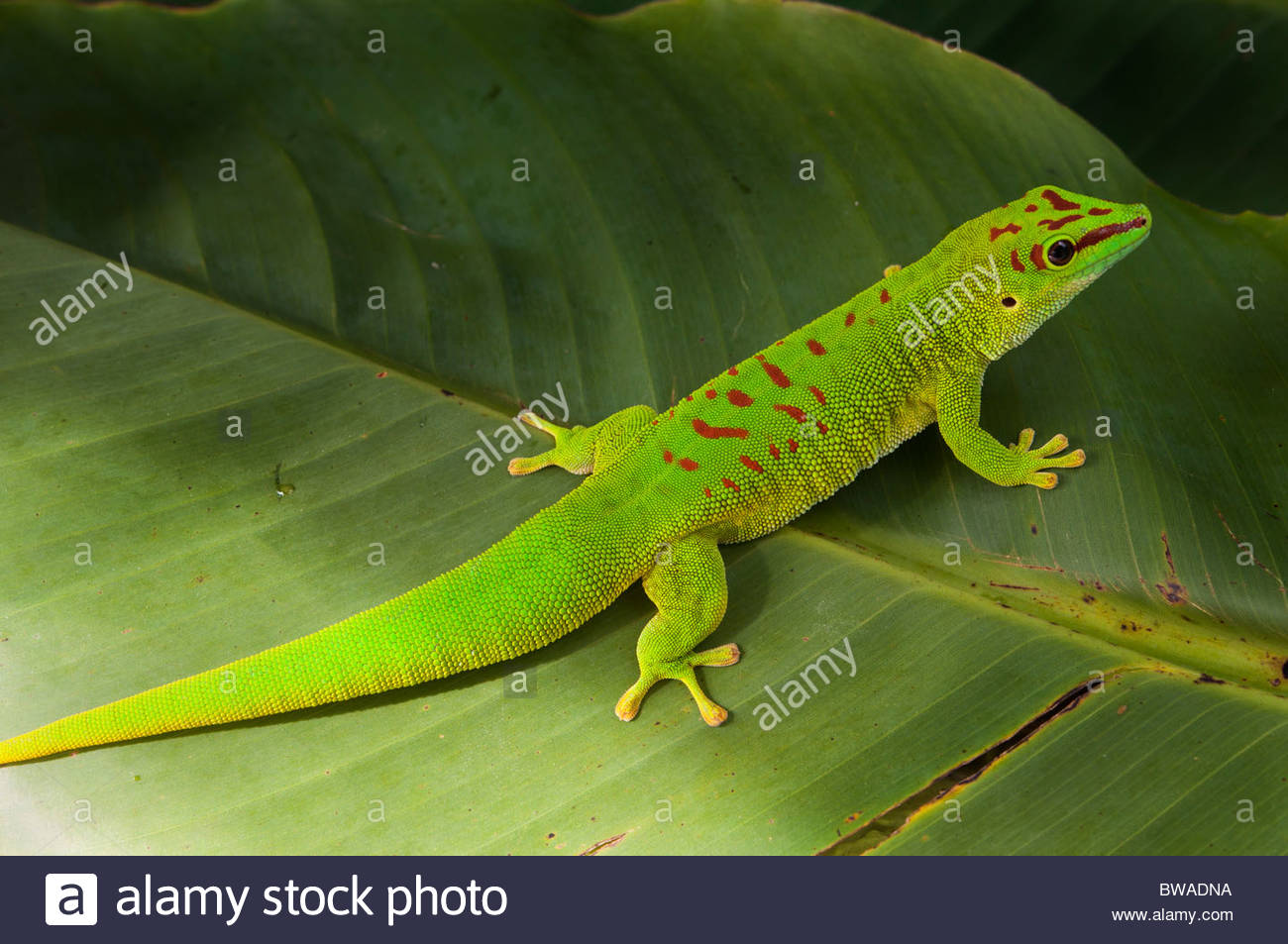 Giant Day Gecko Stock Photos Giant Day Gecko Stock Images