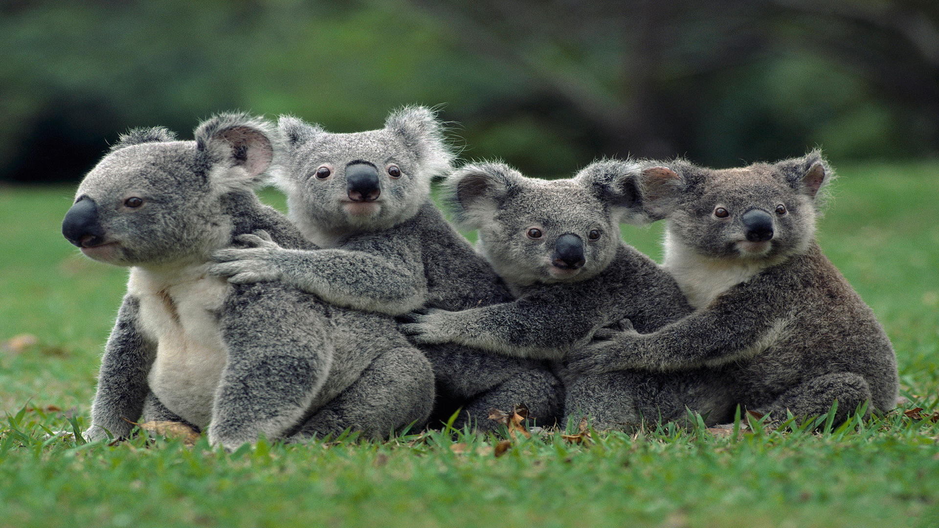 Koala Animal Cute Wallpaper Animals Background Photo