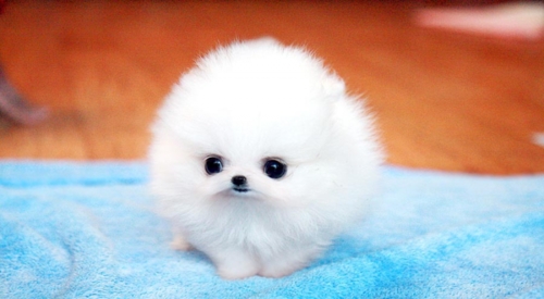 Pomeranian Teacup Dog Cute