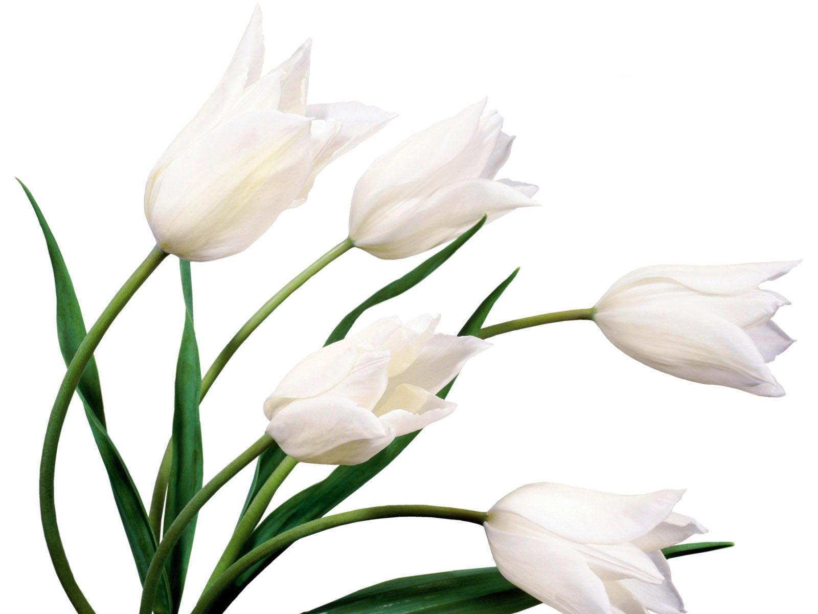 White Tulips Flowers Wallpaper