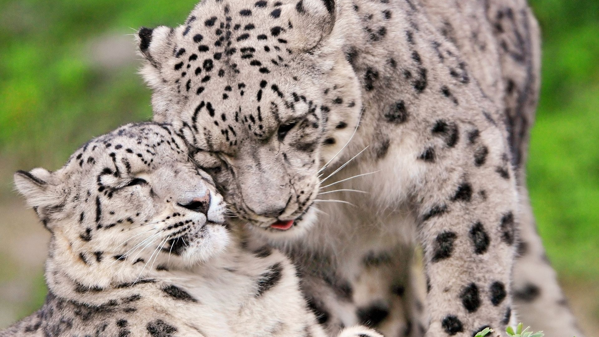 Snow Leopard Steam Tenderness From Wallpaper4u Org Your Wallpaper
