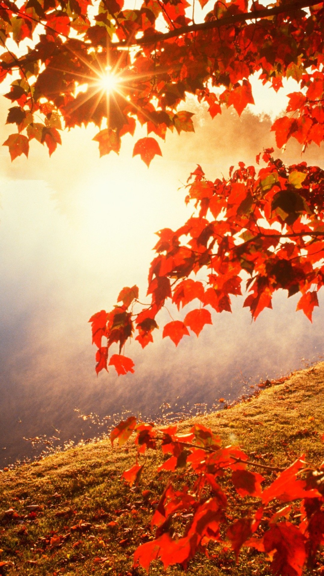 iPhone Autumn Wallpaper