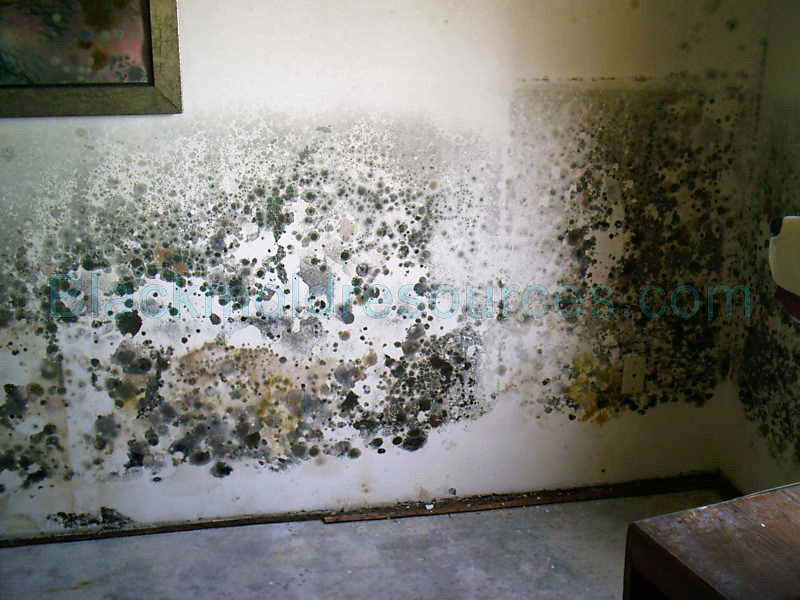 Black Mold Pictures Thumbs Jpg