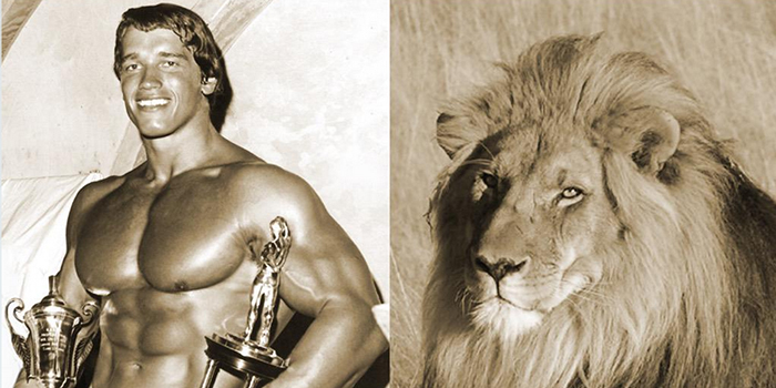 Arnold Schwarzenegger Is Not Happy About Cecil The Lion Elite Fts