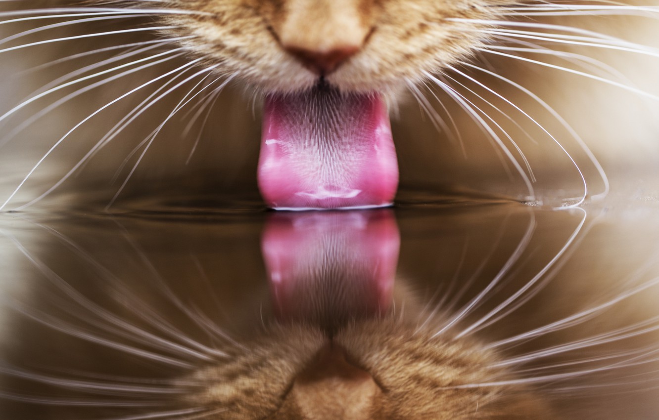 Wallpaper Language Cat Water Reflection Red Drinking