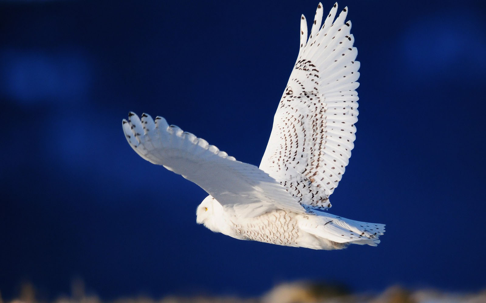 White Owl Wallpaper Desktop