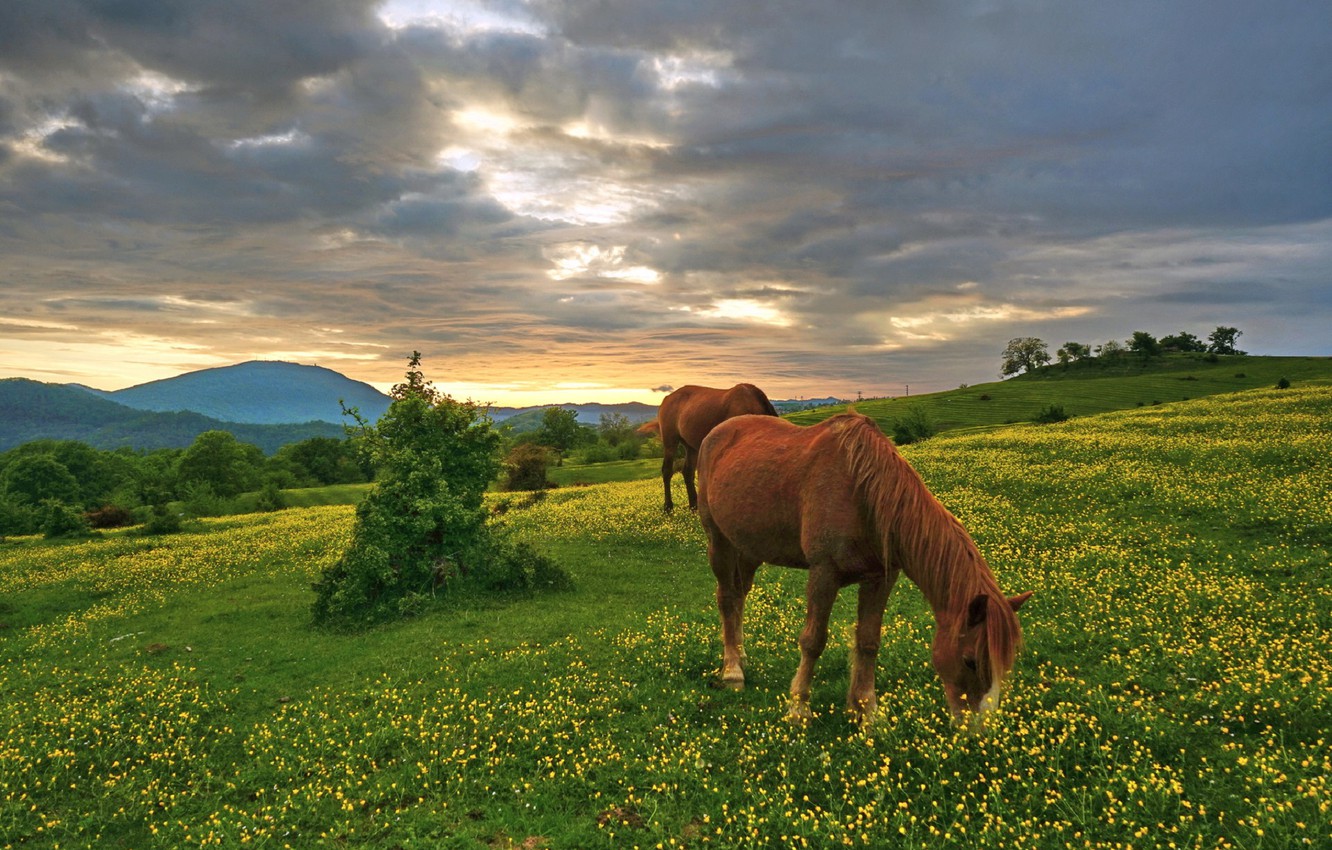 Wallpaper The Sky Flowers Hills Horse Meadow Image For