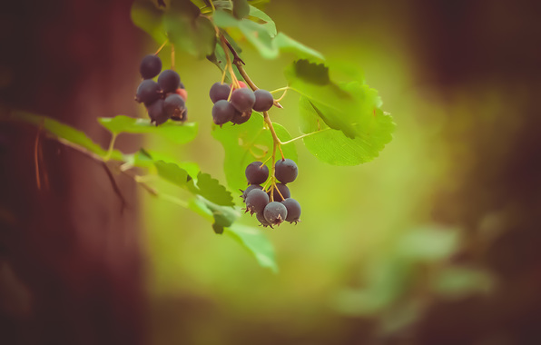 Wallpaper Saskatoon Berry Leaves Herbs Twigs Forest
