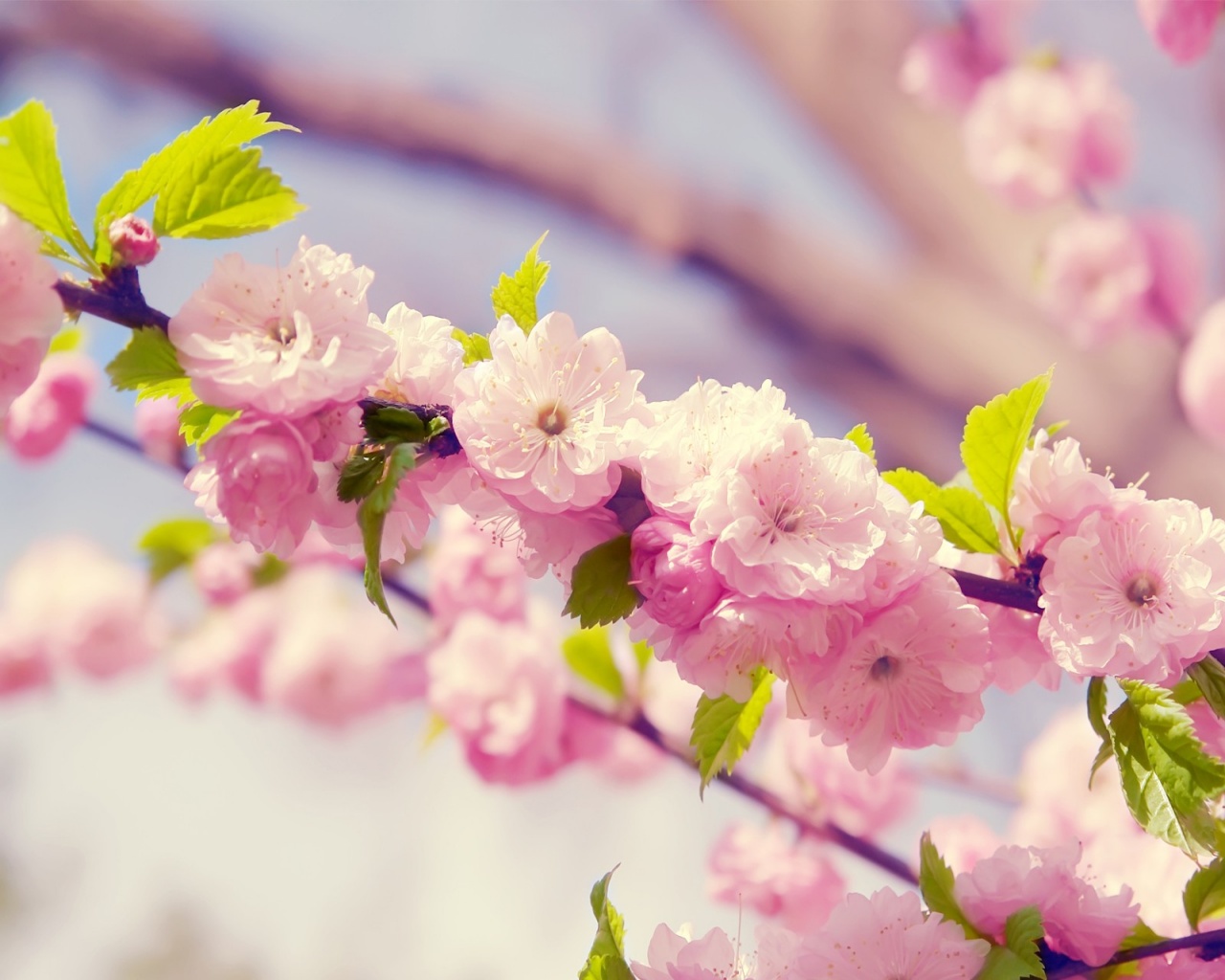 Japanese Cherry Blossom Desktop Pc And Mac Wallpaper