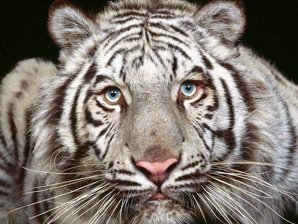 Animal Wallpaper Of Tiger World