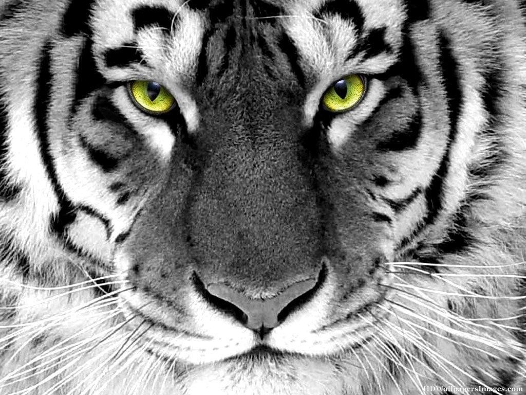 White Tiger Face Wallpaper Amazing