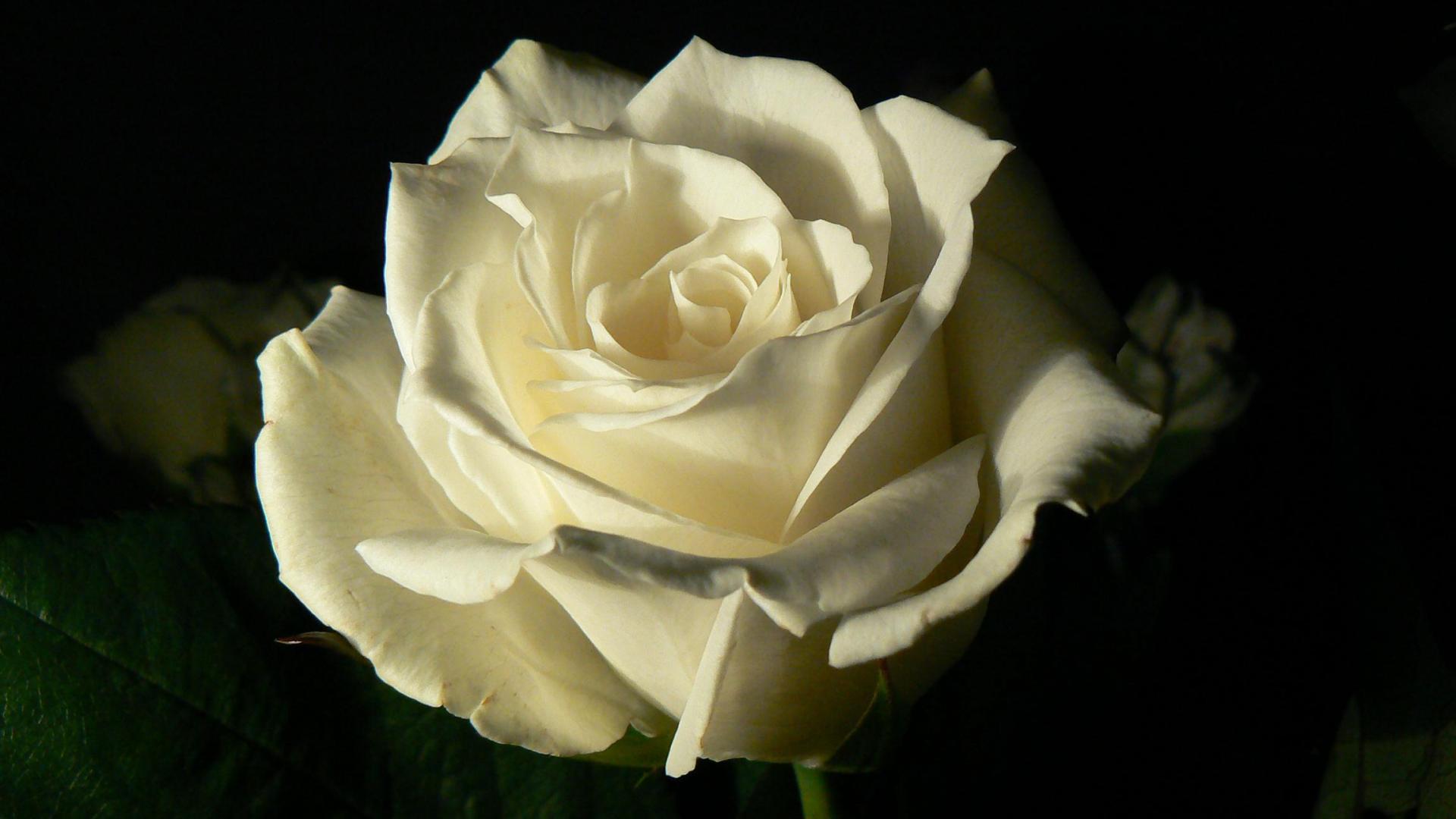 White Rose On A Black Background Wallpaper And Image