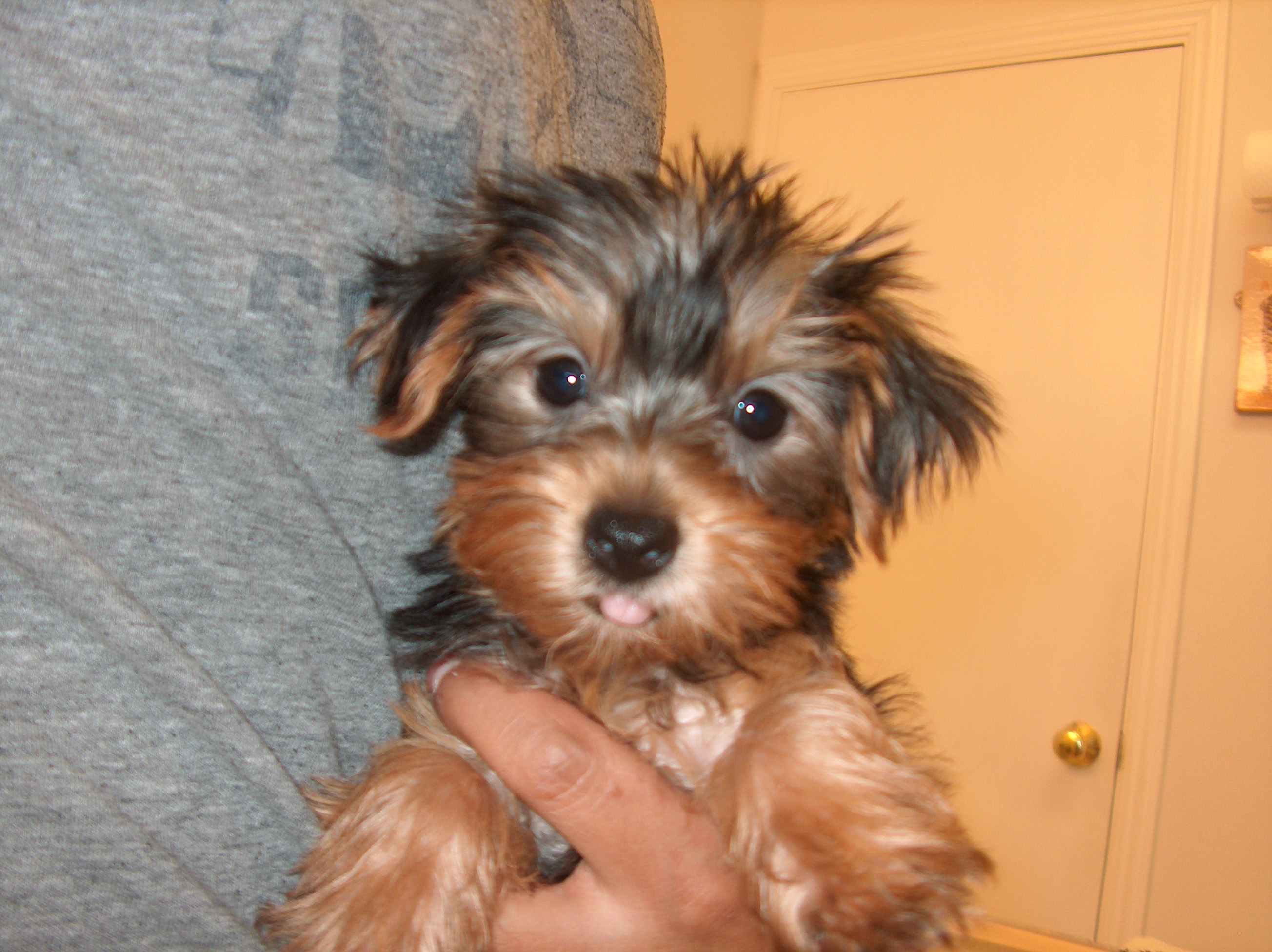 Teacup Yorkie Puppies For Sale Wide Wallpaper Dogbreedswallpaper
