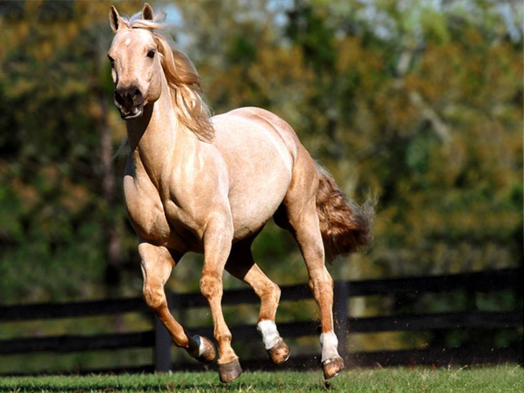 Best Wallpaper Horses