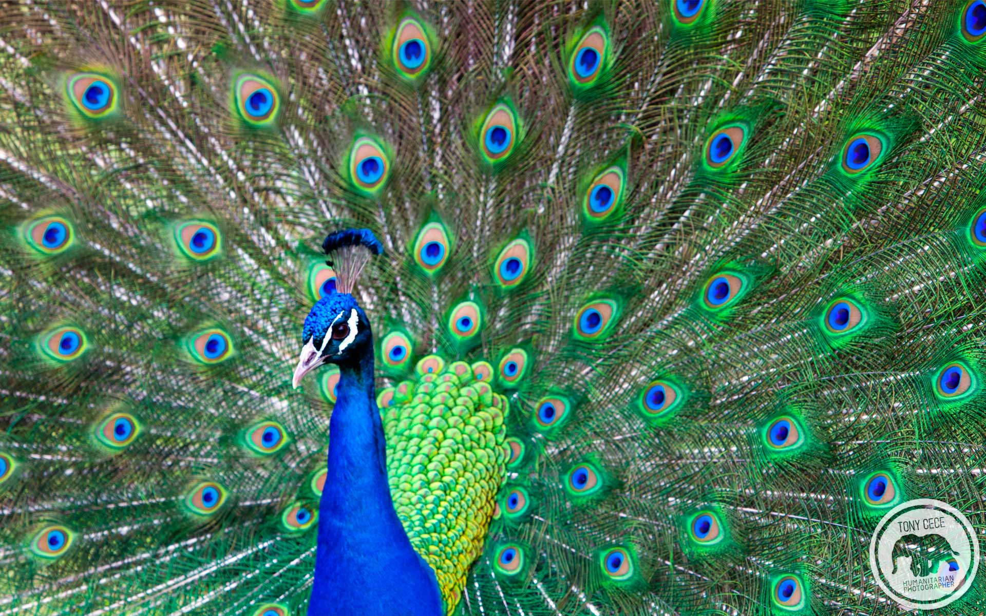 Peacock Wallpaper Scenic Featured