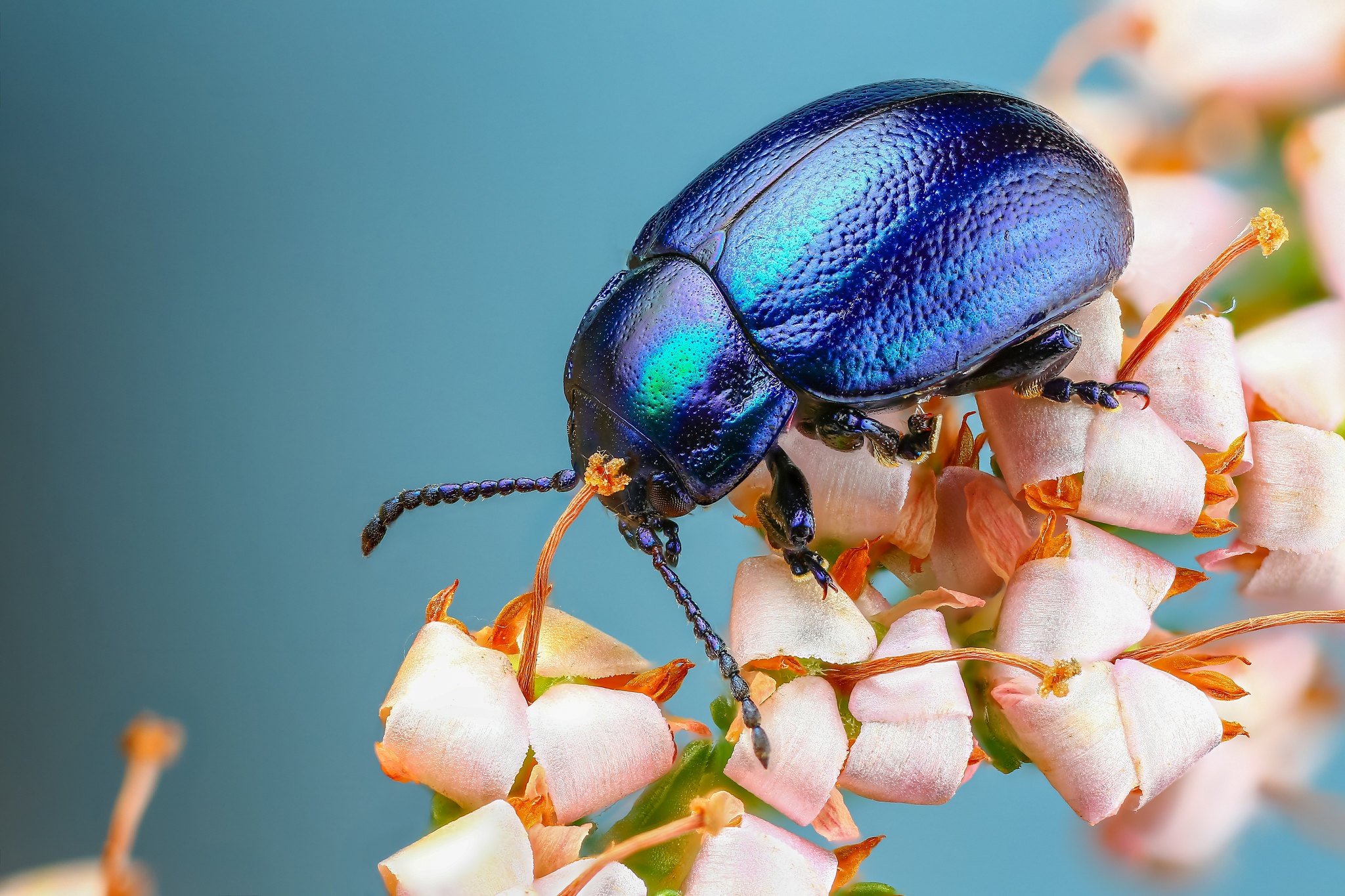 Insect Flower Macro Animal Beetle HD Wallpaper
