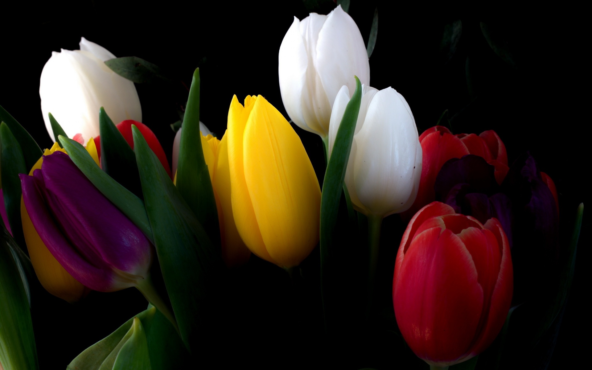 Tulips Flowers Bouquet With Black Background X