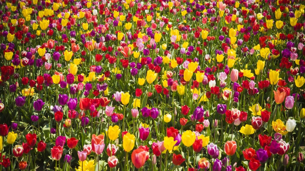 Artistic Tulips Flower Wallpaper Wallpaper55 Best