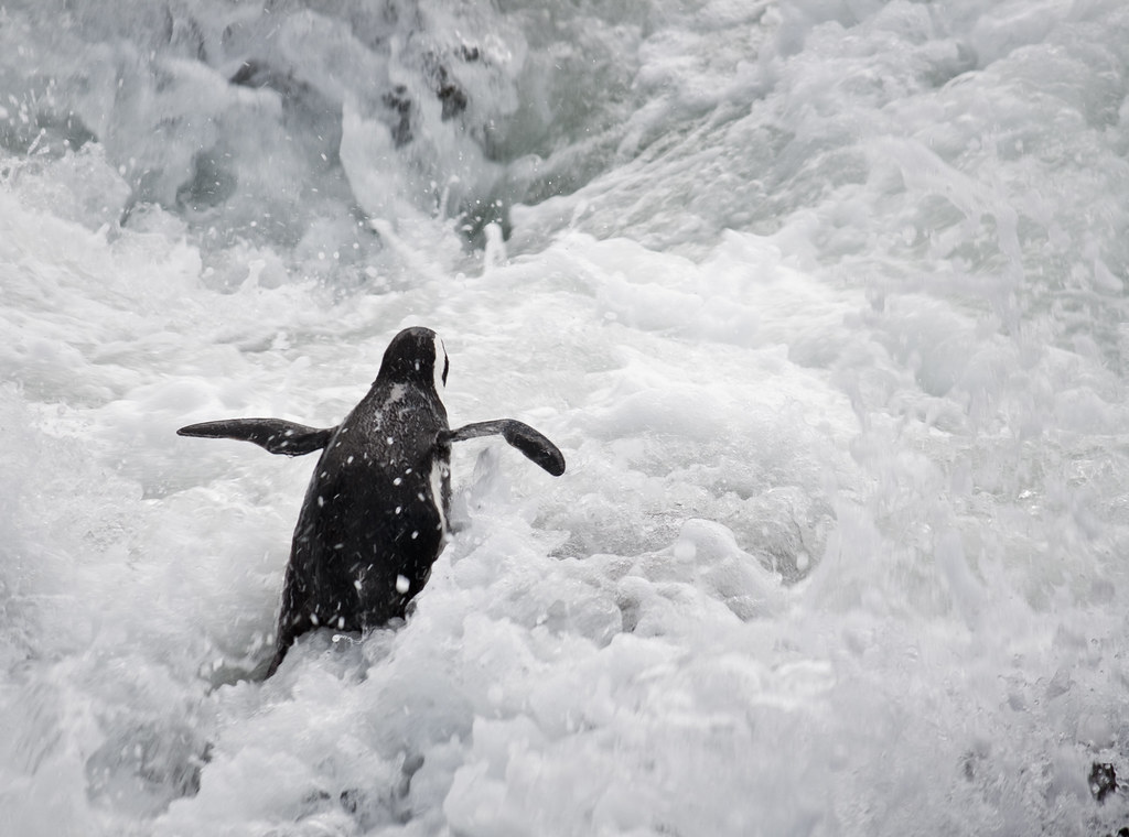 African Penguin Wallpaper High Resolution Creative Mons