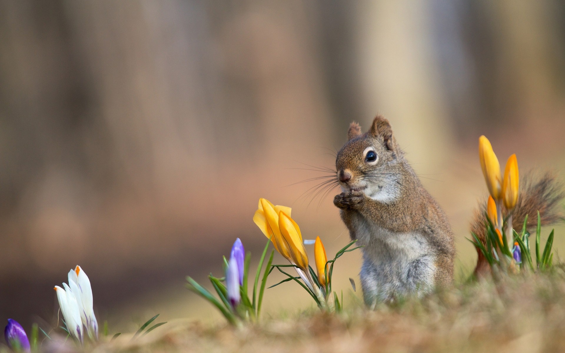 Spring Crocuses Flowers Squirrel Desktop Wallpaper Animals