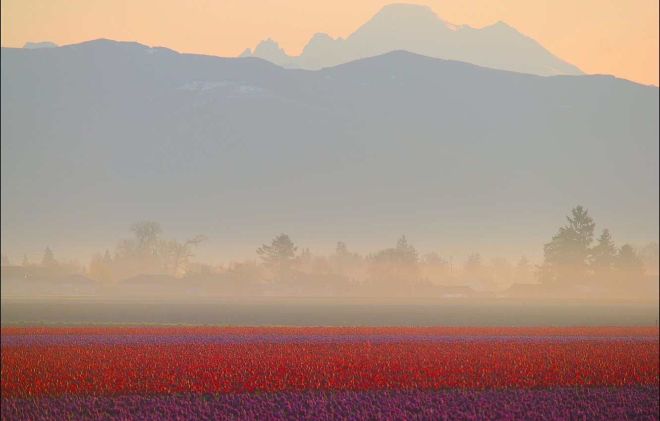 Wallpaper Field Mountains Fog Dawn Tulips Red Haze The
