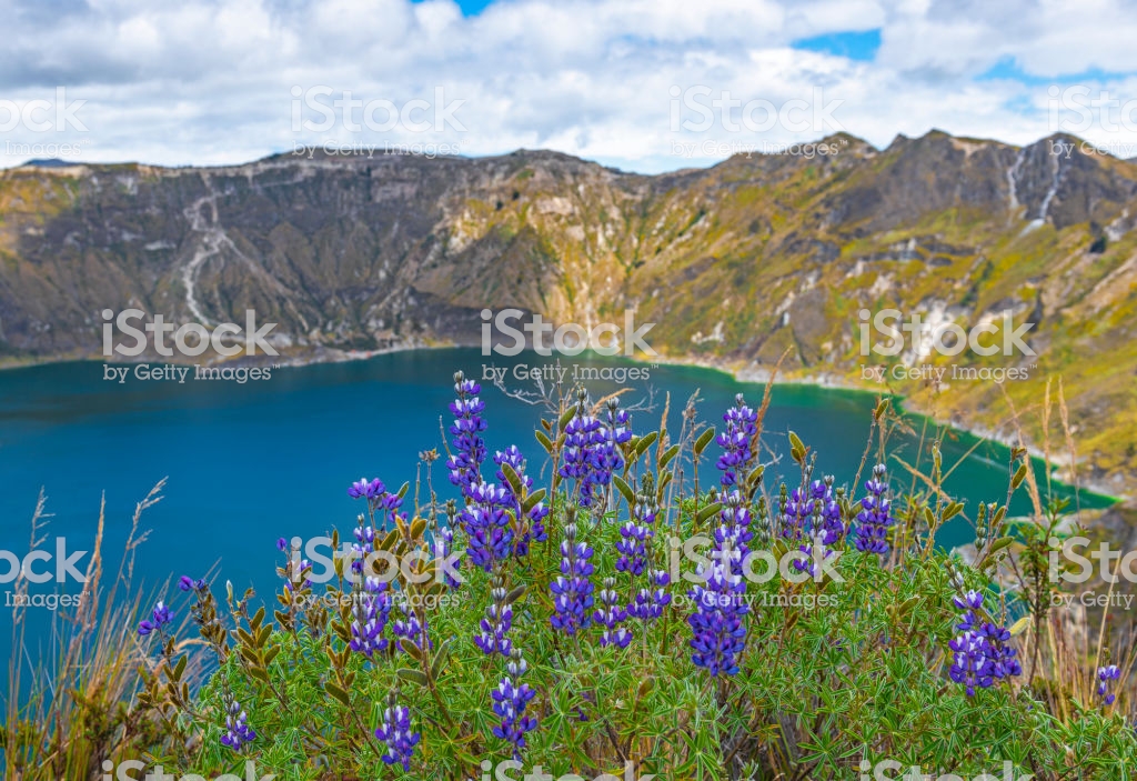 Lupine Flowers By Quilotoa Ecuador Stock Photo Image