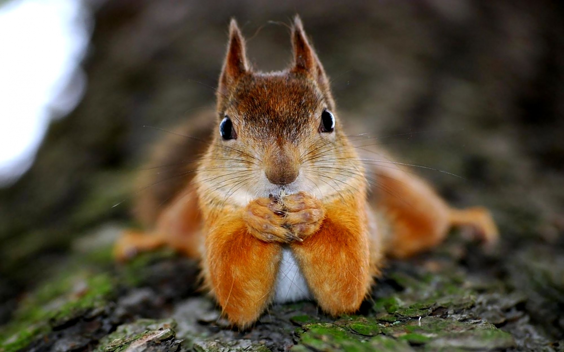 Brown Fur Squirrel Is Standing On Tree Branch In Green Orange Blur Bokeh  Background Squirrel, HD wallpaper | Peakpx