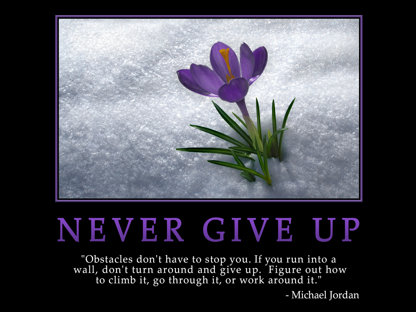 Never Give Up Free Wallpapers Free Desktop Wallpapers HD Wallpapers