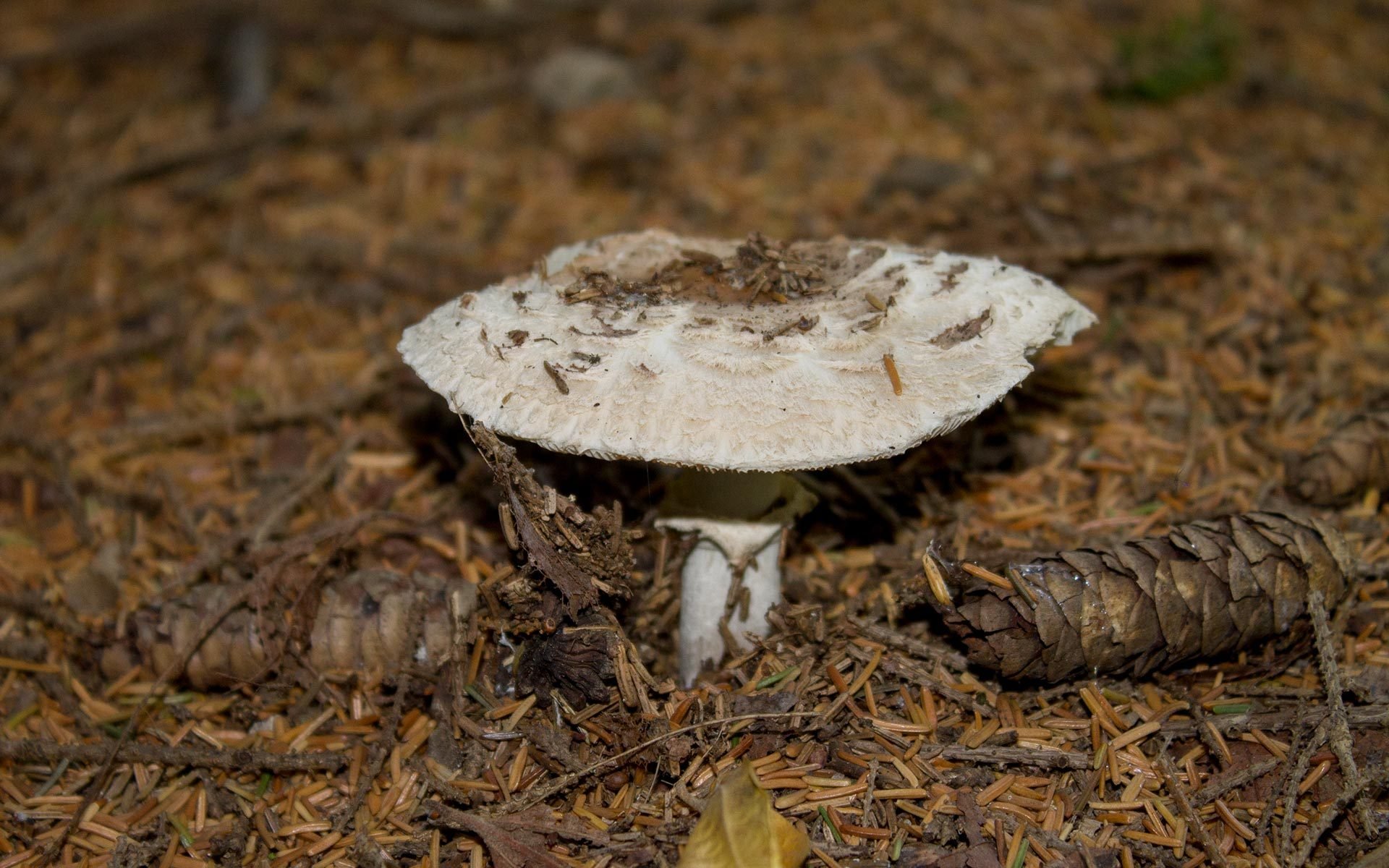 White mushroom in the forest wallpaper 36793