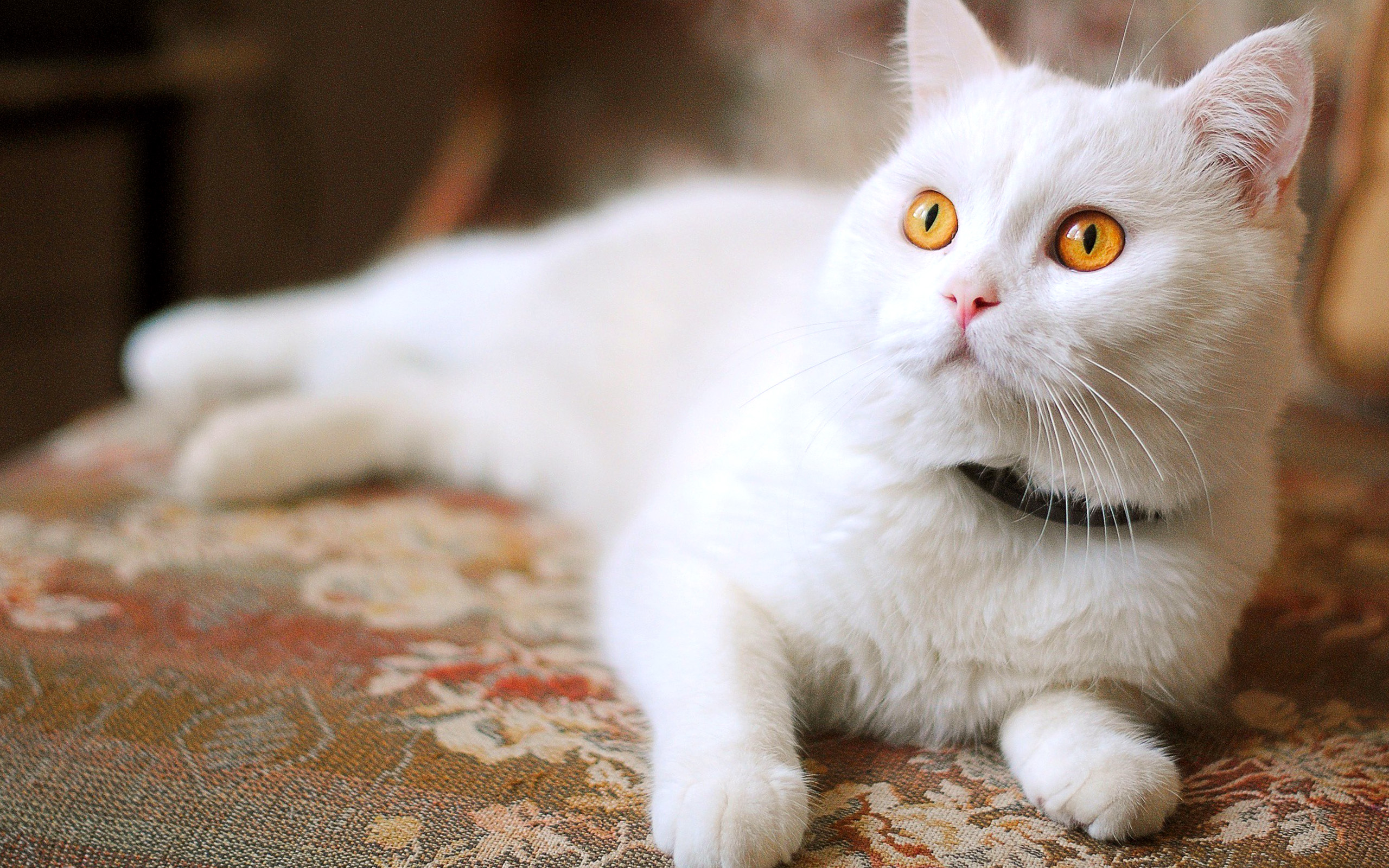 Beautiful Eyes White Cat Wallpapers HD Desktop and