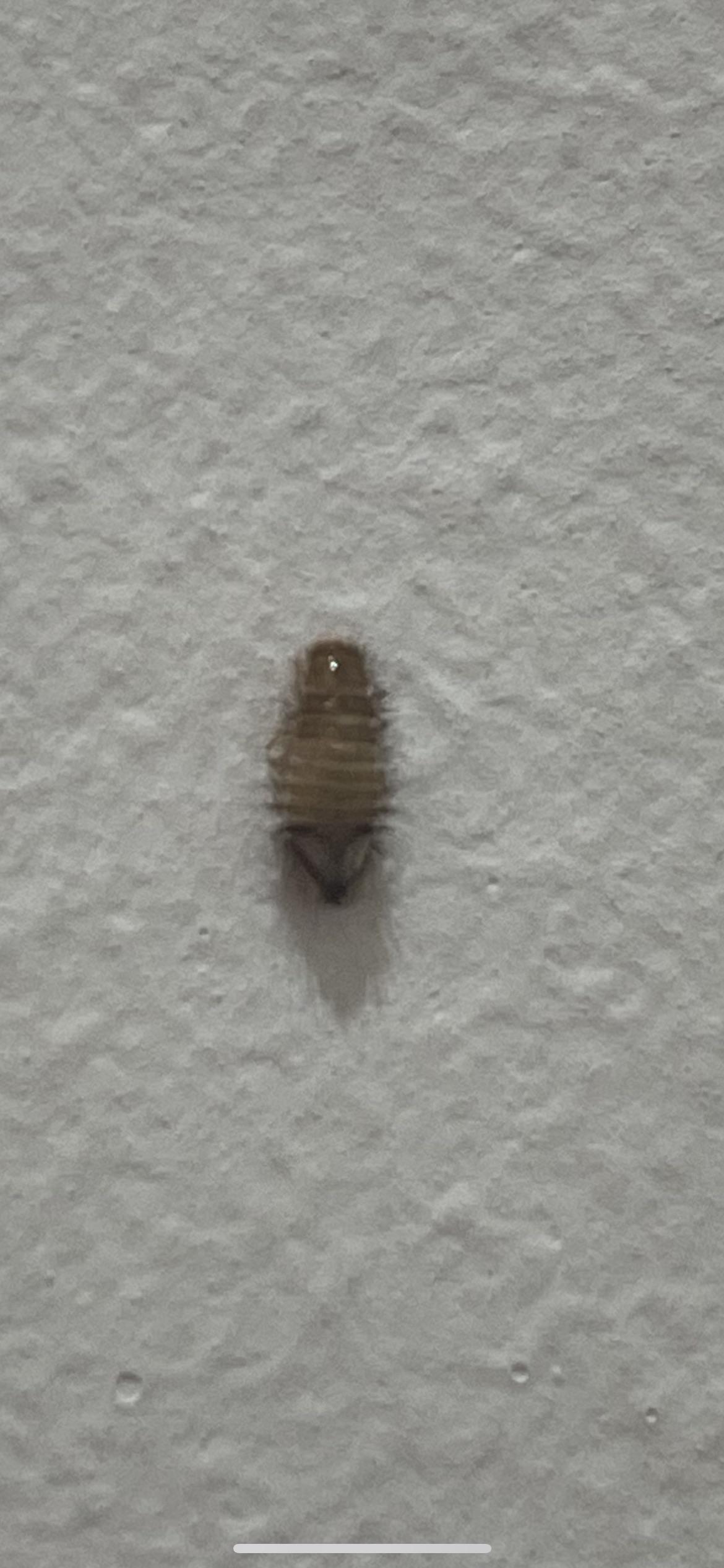 Beautiful Carpet Beetles Get Rid Photo Illustration Beautiful Carpet Beetles Get Rid Photo Illustration