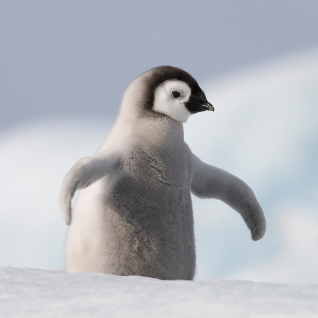 Baby Penguin Antarctica 4K HD Desktop Wallpaper for 4K Ultra