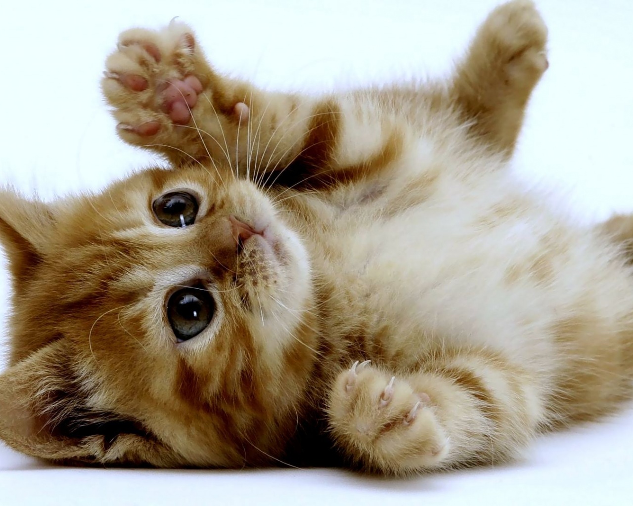 Super Cute Kitten Desktop Pc And Mac Wallpaper