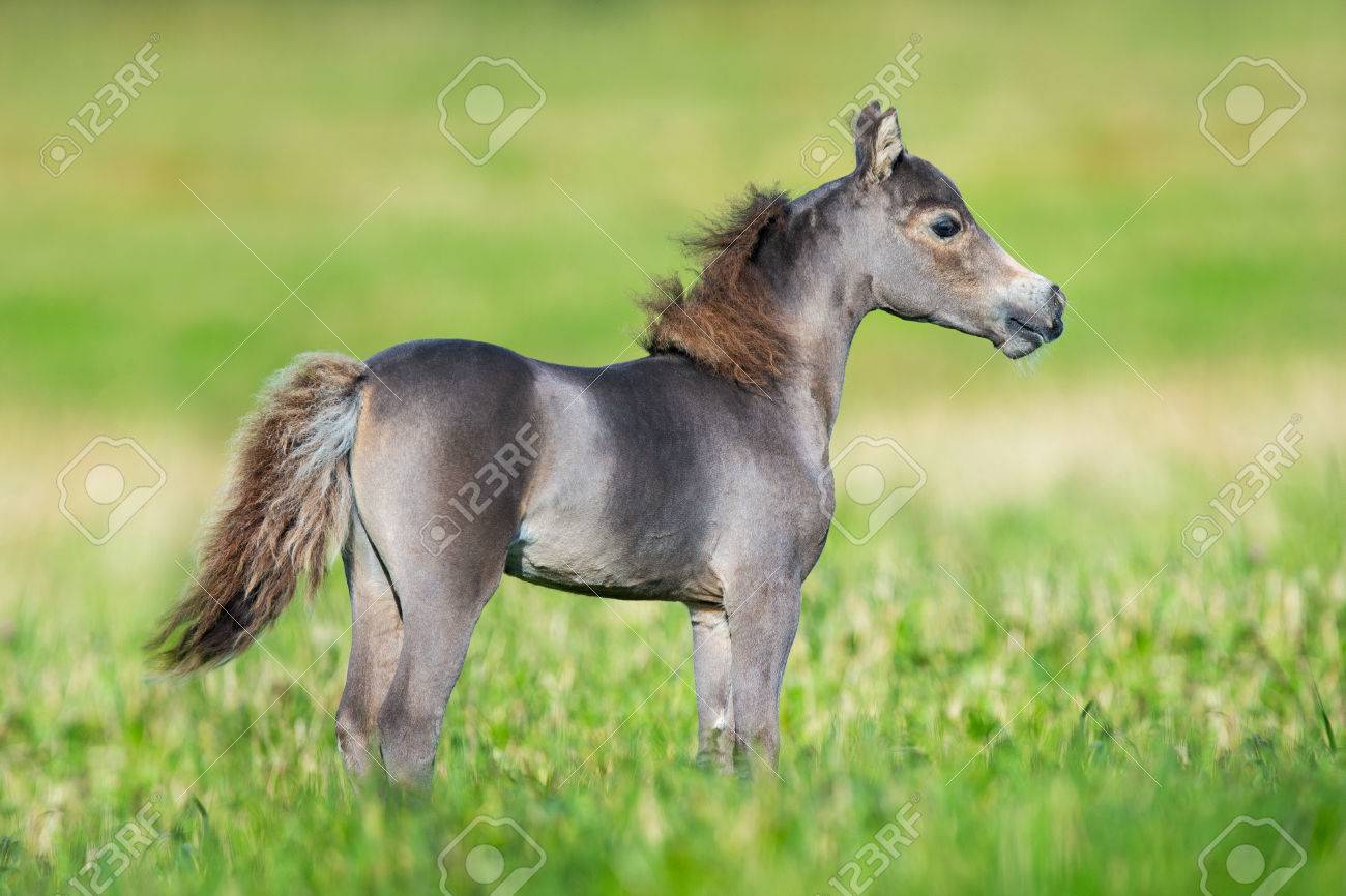 Small Cute Horse On Green Background Stock Photo Picture And