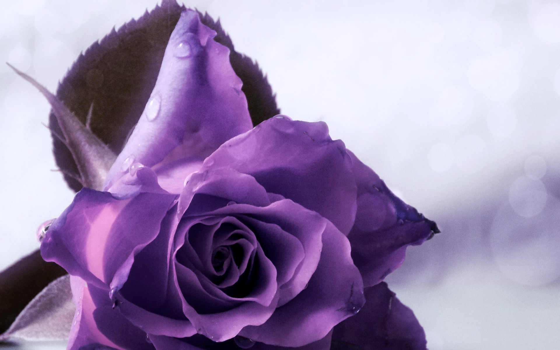 A close-up of a vibrant purple rose, glistening with water droplets, against a soft-focused background