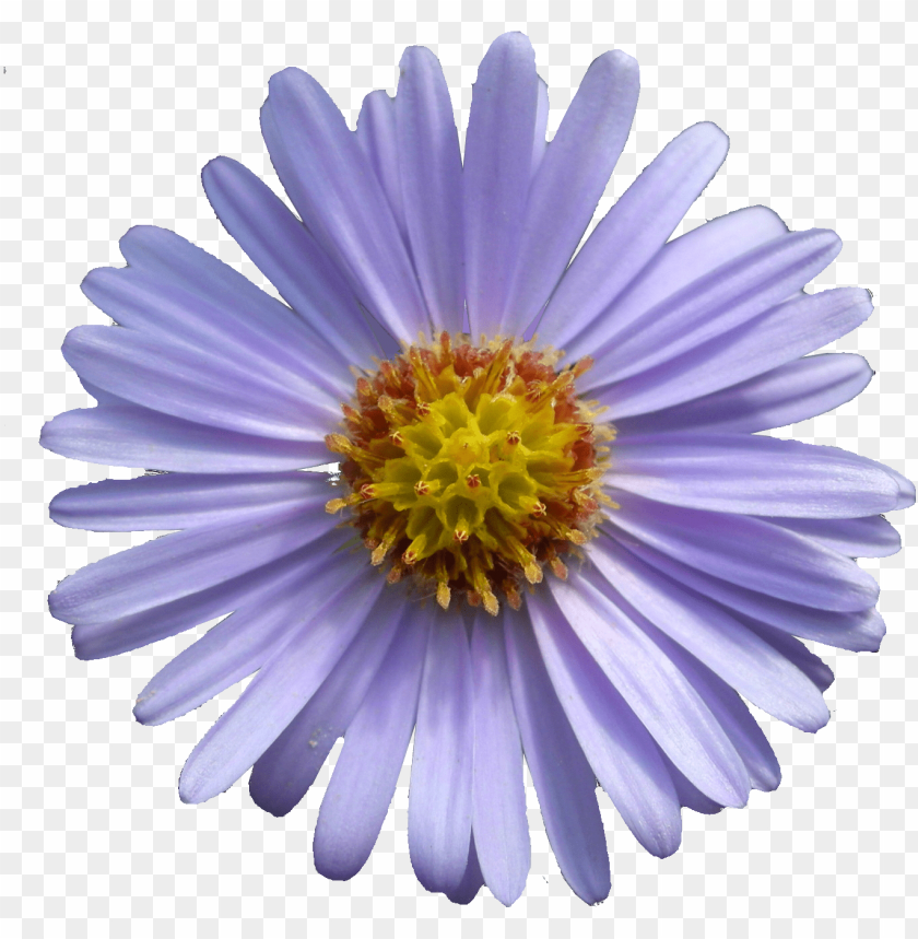 Aster Tataricus Printable Mothers Day Cards Png Image With