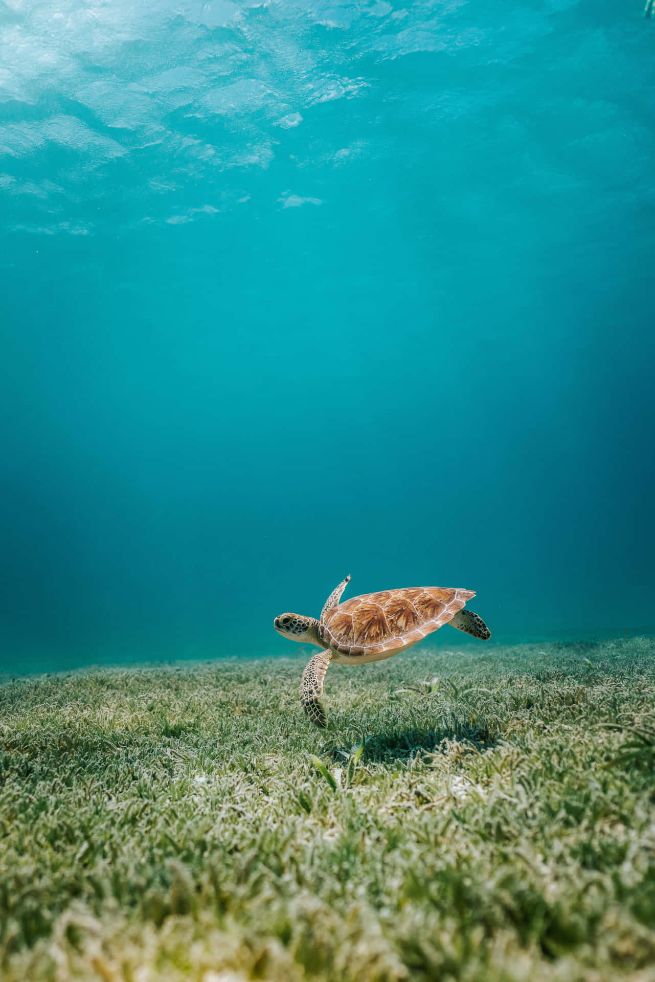 Adorable Sea Turtle iPhone Background Wallpaper
