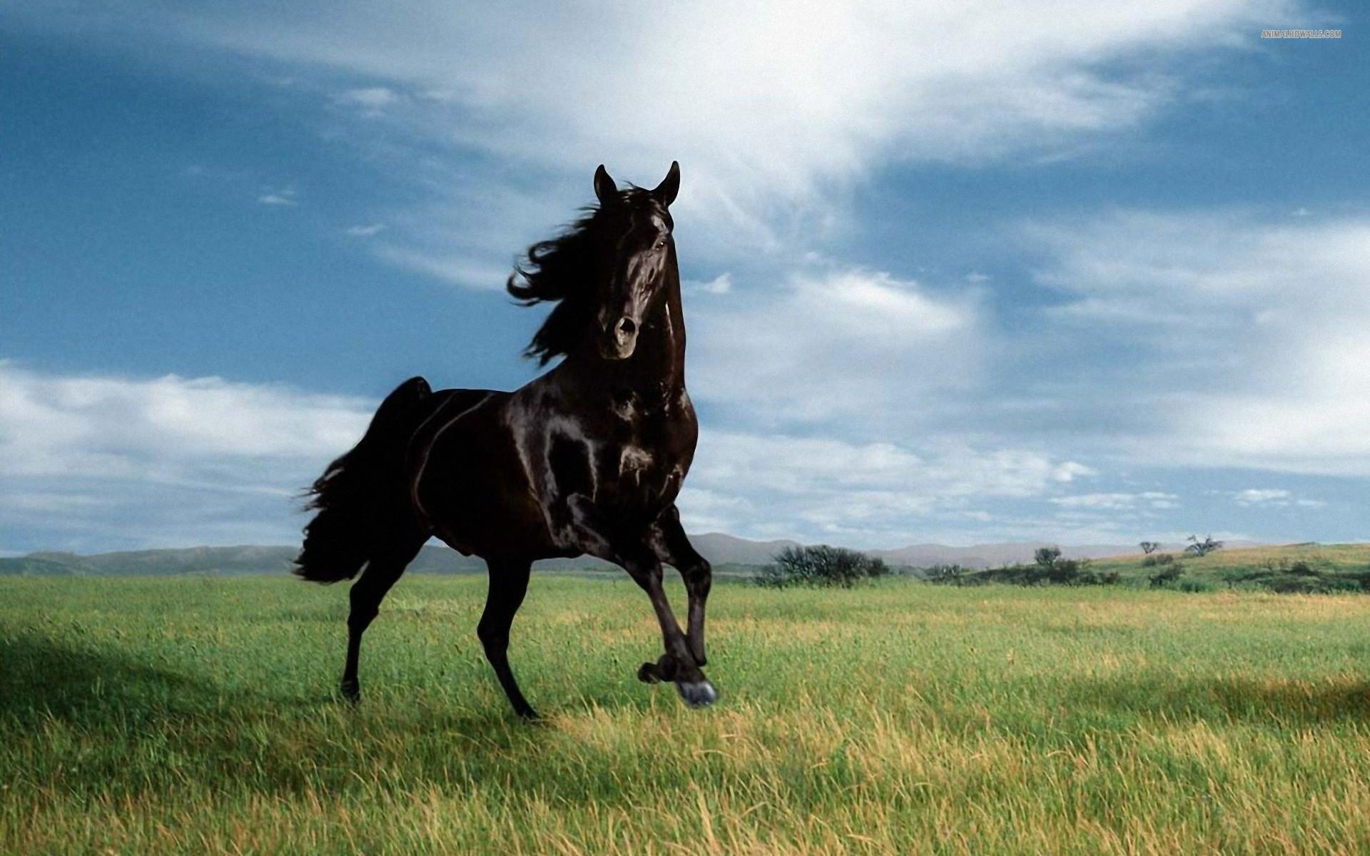 Top HD Black Stallion Wallpaper Animals Kb