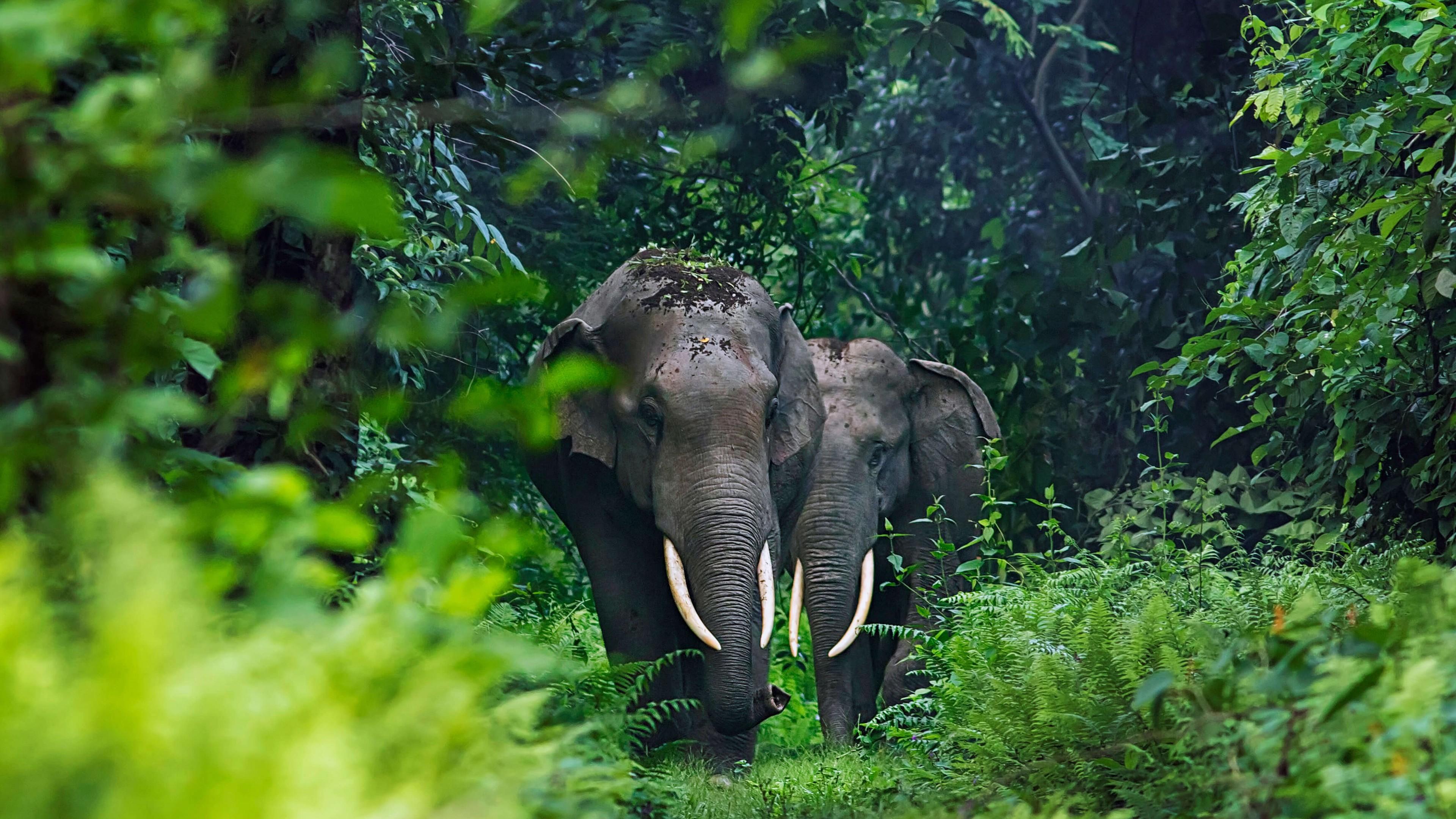 🔥 Download Wallpaper Elephant Cute Animals Jungle 4k by @jjensen69 ...