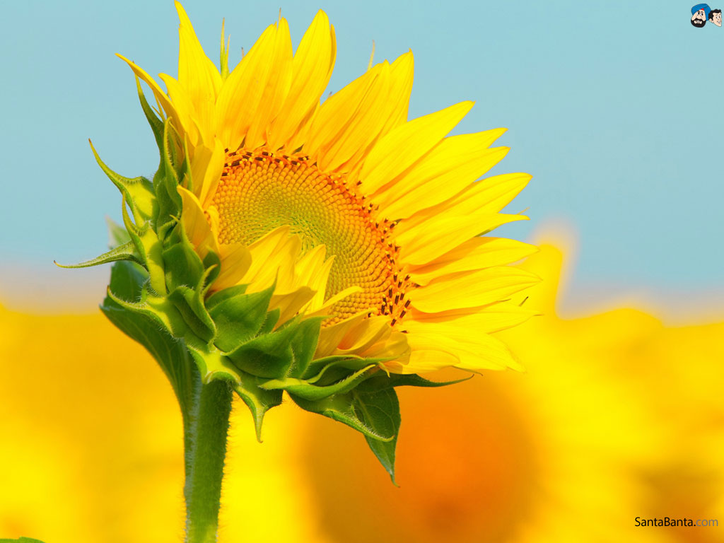Sunflowers HD Wallpaper
