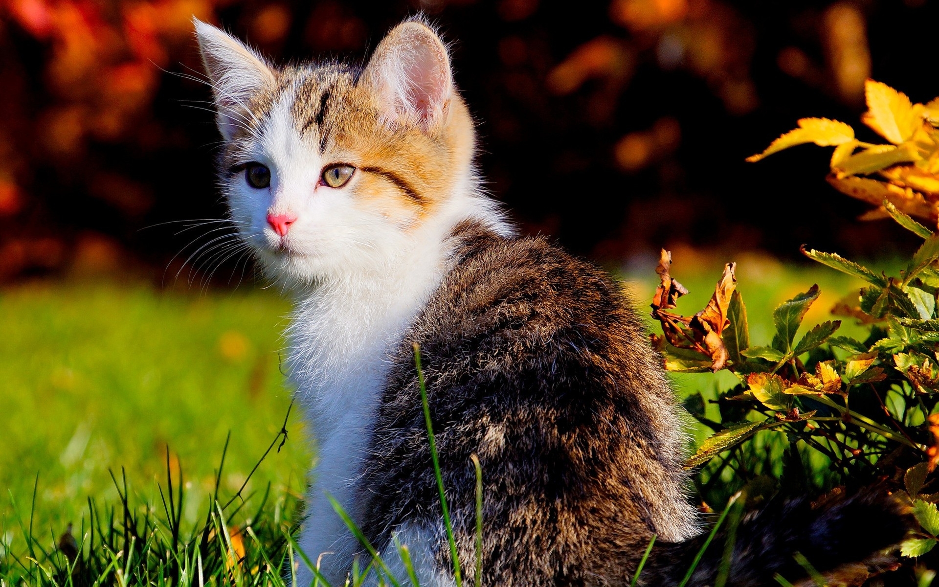 An adorable calico kitten sits in the grass, its white and brown fur contrasting beautifully with the green blades and blurred autumnal background