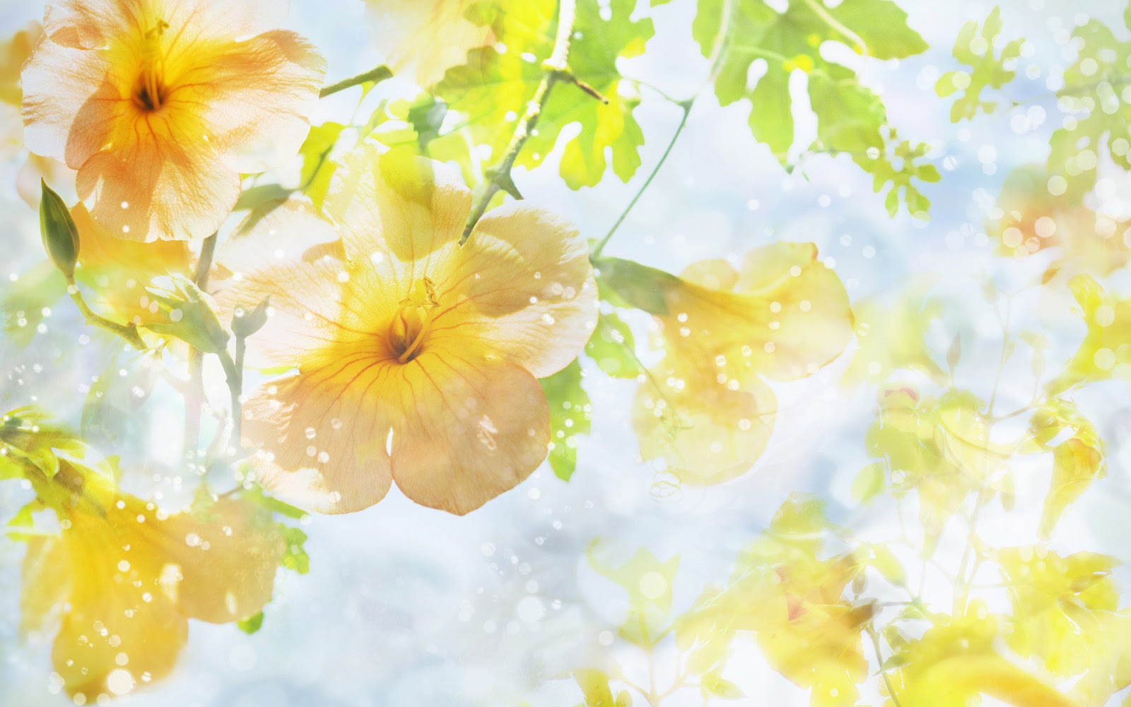 Natural Flower Wallpaper